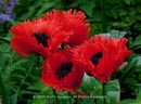 Oriental poppy